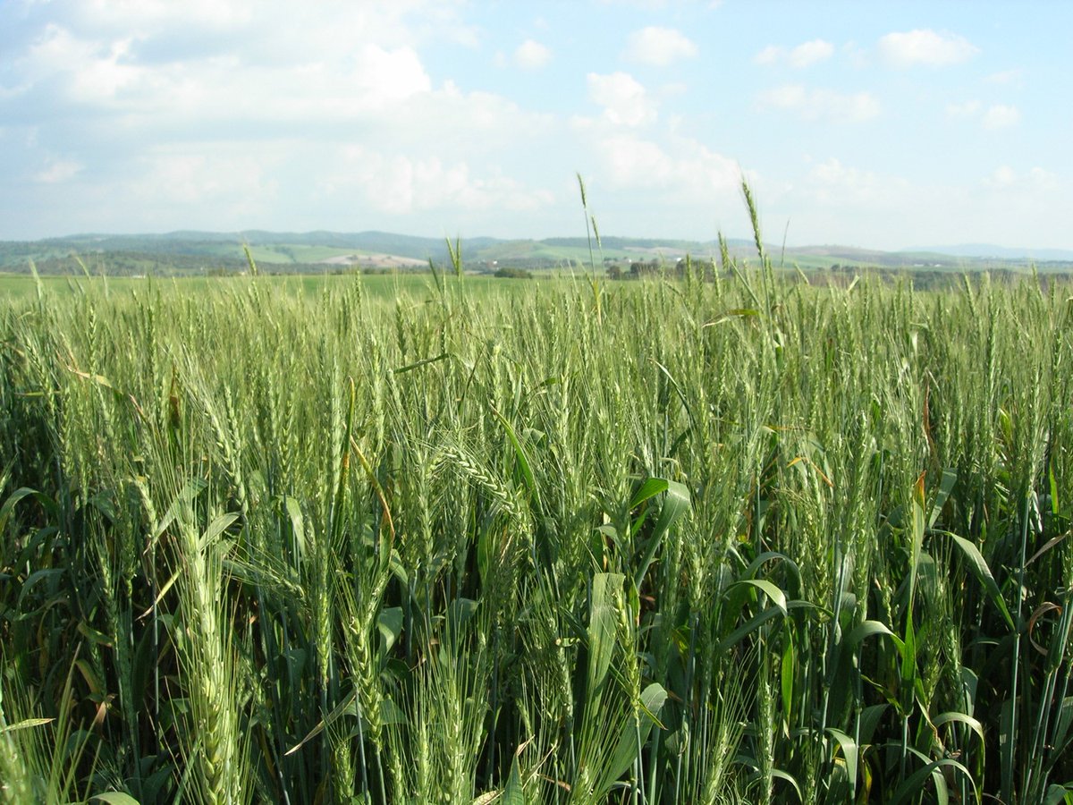 We have a #Postdoctoral Research Assistant #position open in the lab for developing #CHLORAD as a #Technology for #Crop Improvement Using #Wheat as a Model. @OxfordPlants <a href="/UniofOxford/">University of Oxford</a>  Deadline on Monday 13 January 2020 bit.ly/2PPOLKn Please RT!!