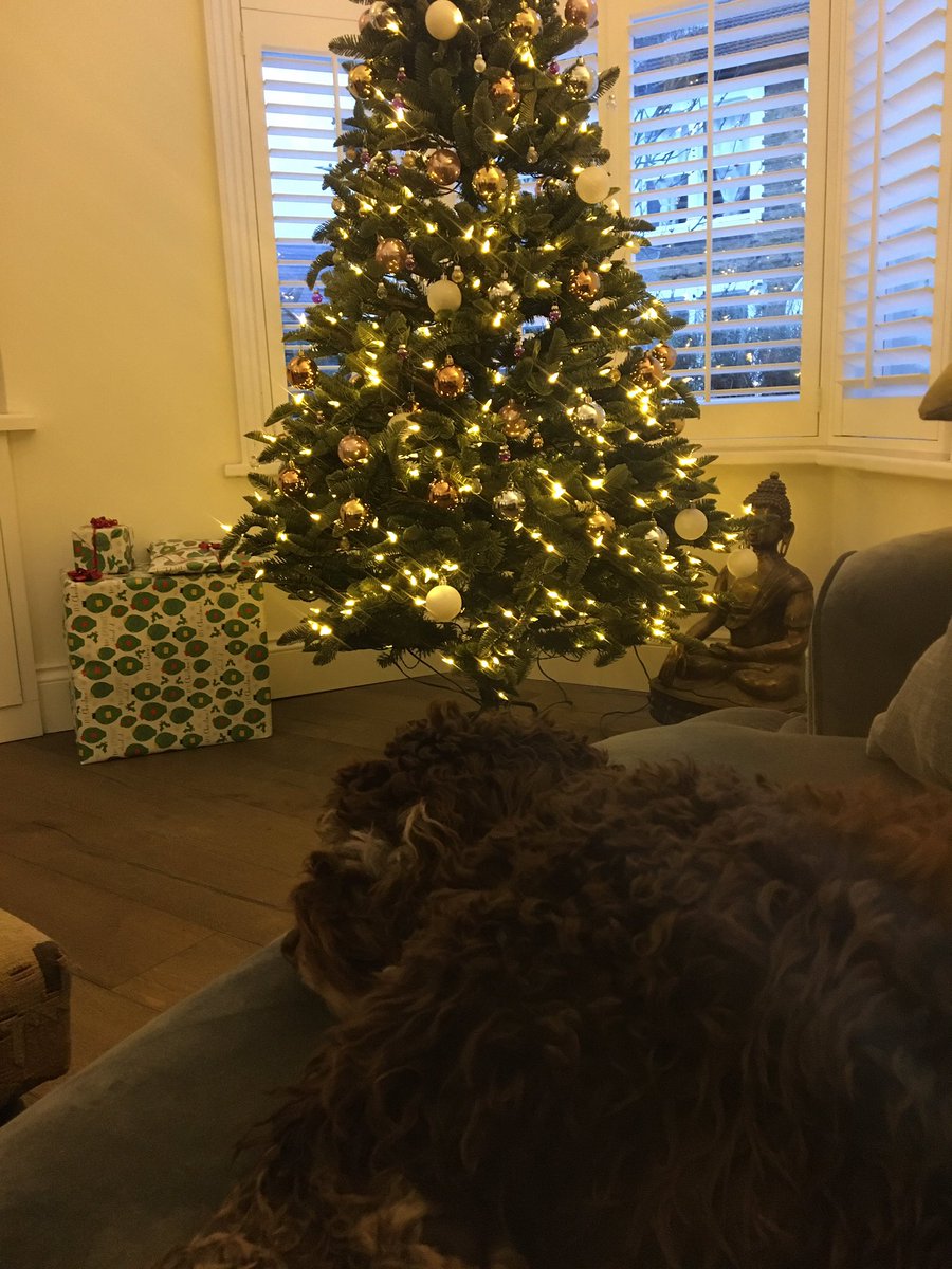 Jasperoo5's tweet photo. And today - peace on earth! #cockapoochristmas https://t.co/KxGgRRP5tV
