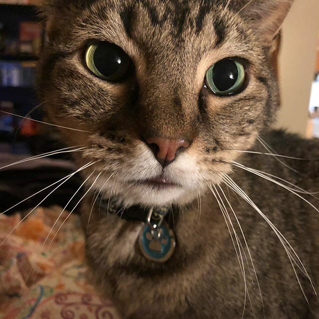devon2v's tweet photo. Loki telling me I can’t go to work today. #thatface #cat #cats #catsofinstagram 😻😍 https://t.co/KO87CqBHAM https://t.co/yJzWWHErzM