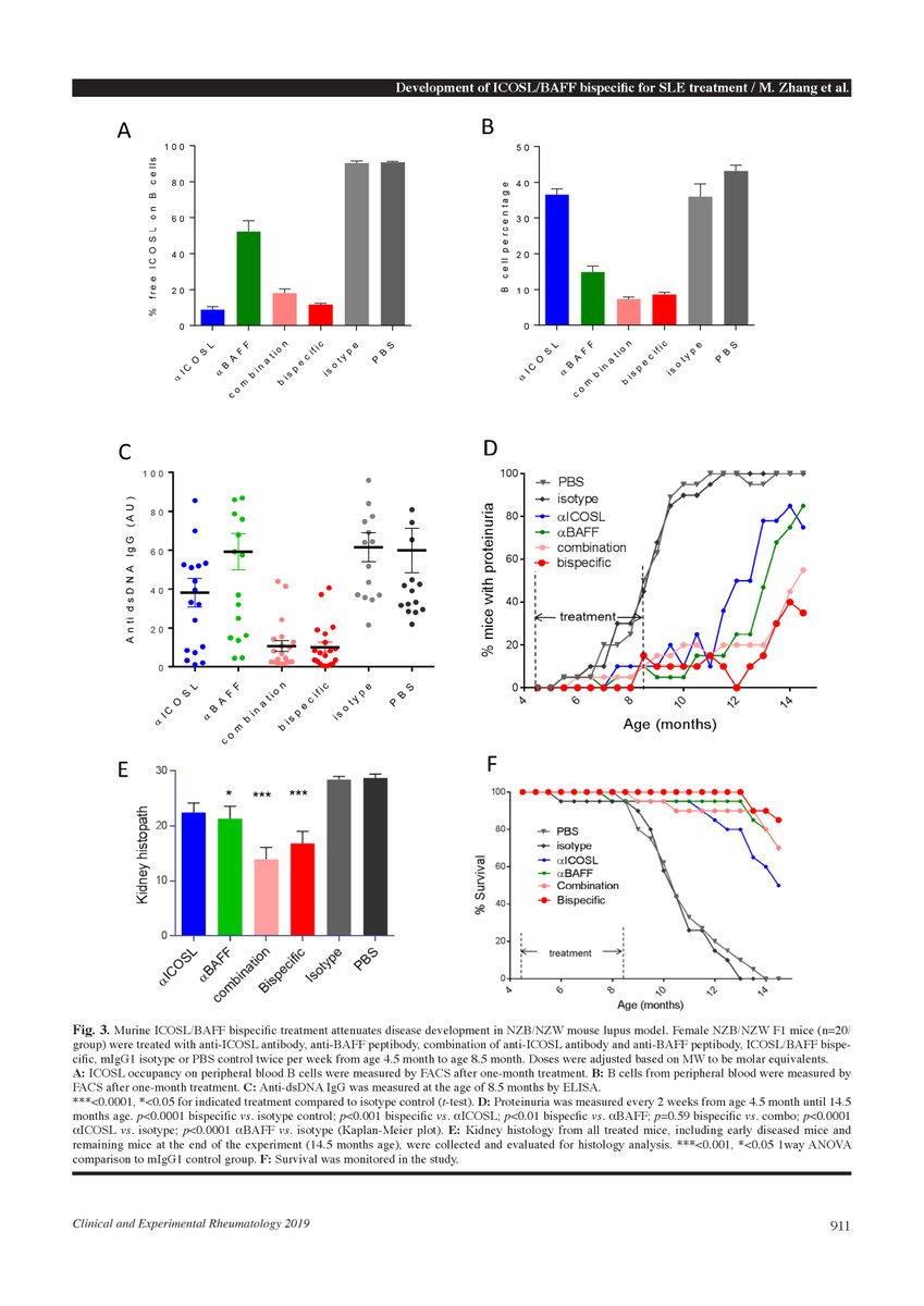 clinexprheum's tweet photo. #NovemberDecemberIssue: "Development of an #ICOSL and #BAFF bispecific #inhibitor AMG 570 for systemic #lupus erythematosus #treatment" free to view https://t.co/pTxuj6mX9t #Tcell #Bcell #SLE #SystemicLupusErythematosus https://t.co/pzNpXdcudL