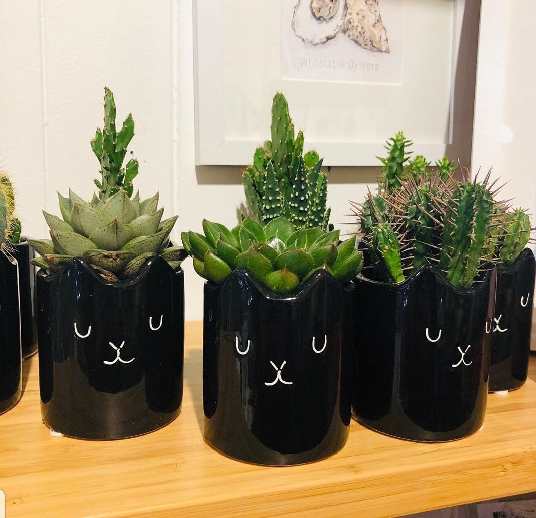withloveindie's tweet photo. A clowder of cats! @thecactusbarry #whitstable #whitstableshops #indiewhitstable #shoplocal #clowderofcats #cats #catlover #cactuslover #barrythecactus https://t.co/t09Hwj7fhh https://t.co/15pmQMFd1P
