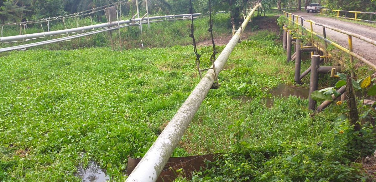 GobdeSantander's tweet photo. Sacamos cerca de 200 mil metros cúbicos de vegetal flotante o taruya, de las ciénagas Pozo Azul, Corredor, Yarirí y Montecristo, además sembramos 515 mil alevinos de bocachico, blanquillo y dorada. Con este proyecto generamos más de 45 empleos directos a habitantes del sector. https://t.co/PRZJd5aZqP