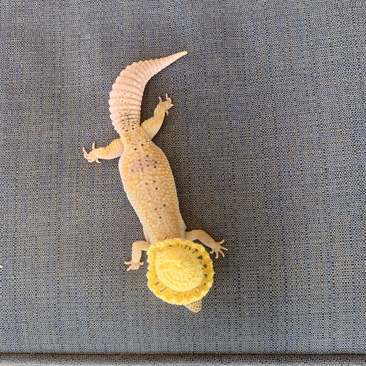 babysageee's tweet photo. my mom made my gecko a hat im gna cry https://t.co/lTxycAjpFk