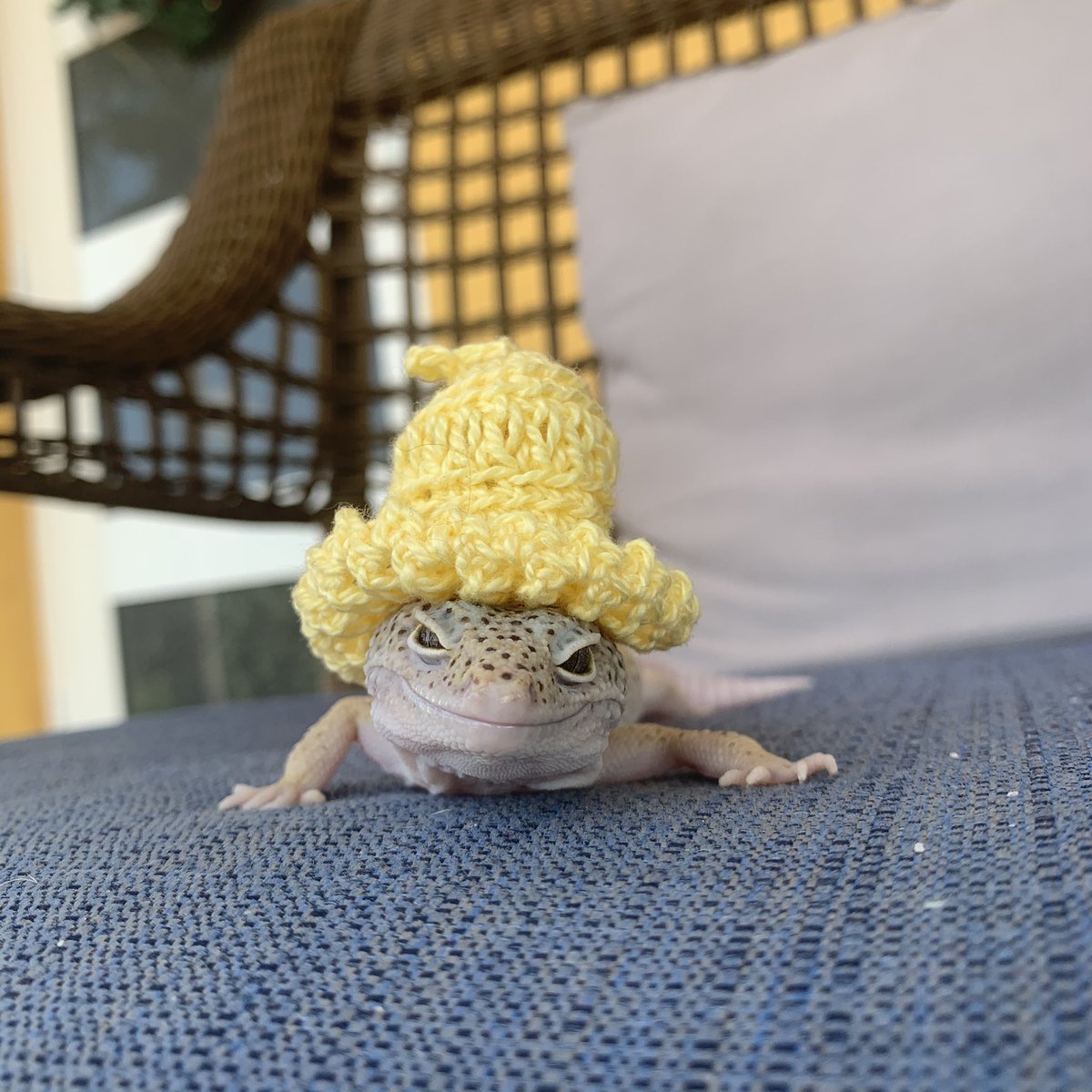 babysageee's tweet photo. my mom made my gecko a hat im gna cry https://t.co/lTxycAjpFk