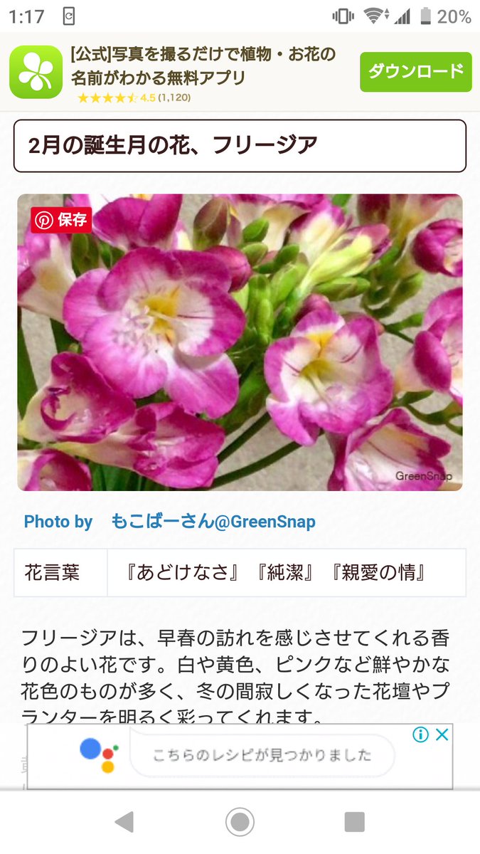 ゼアノート على تويتر 前に 誕生月の石 でのプチッガイがあったので 花 とかありそう って思って調べてみたら 2月が フリージア で止まるんじゃねぇぞ するしかない感じある