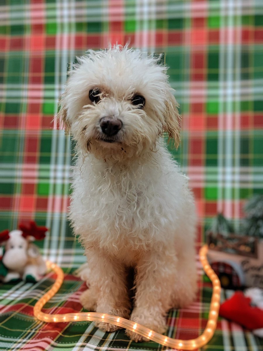 Tailsofrescueca's tweet photo. On the first day of Christmas my true love gave to me, an adorable Chiquita! 

Next week this seven year old poodle girl will be ready to find her home. Good with other dogs, but not cats.  Applications can be filled out at https://t.co/lnDXLRCF5n￼ ￼ https://t.co/v1GtbB9Q6w