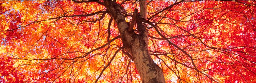Climate_James's tweet photo. The @CDP questionnaires and preliminary reporting guidance for companies disclosing to the 2020 request are now available. https://t.co/POZFAQhQ3i https://t.co/6E0LOvMf7b