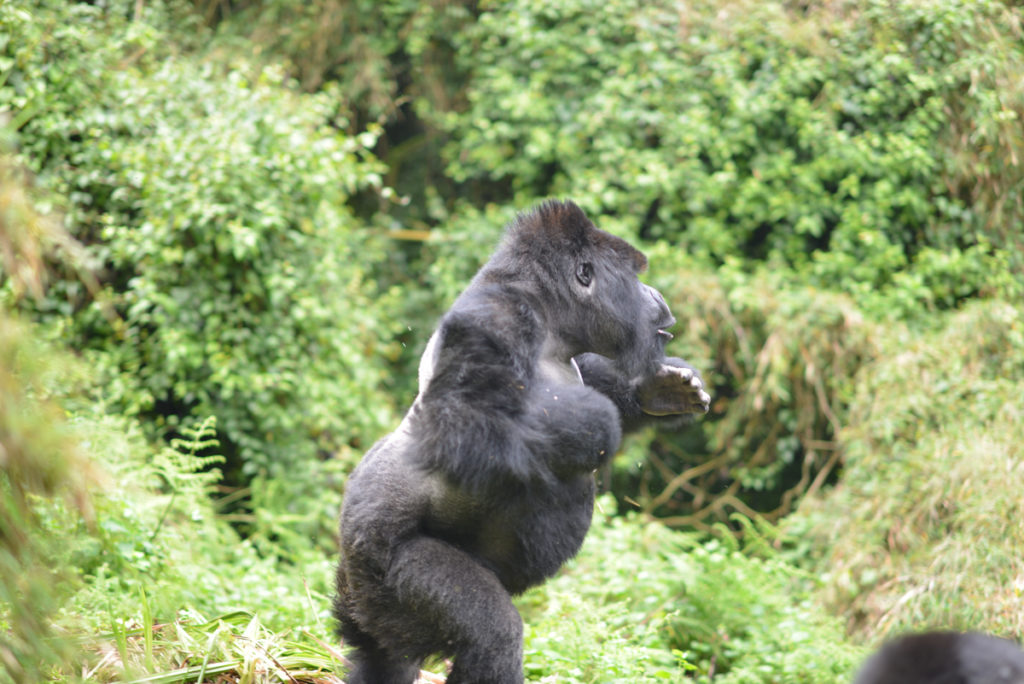 Bwindi Trust tweet media