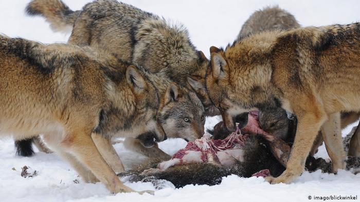 u10434731's tweet photo. "German farmers demand right to shoot wolves"

German farmers are now demanding a right to shoot wolves because they are hunting their animals.

The Save the Wolves Project wouldn't want a full right to hunt these endangered wolves just because they hunt for survival and warmth. https://t.co/8EhSkn78hd