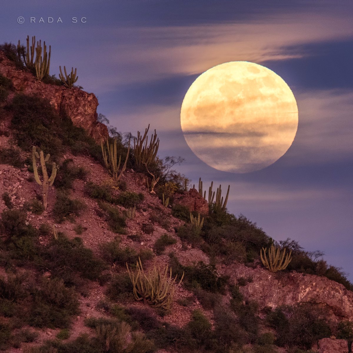webcamsdemexico's tweet photo. RT @Rada_SC:

La última Luna Llena de la década el día de hoy sobre el Desierto Sonorense de San Carlos.

#Sonora https://t.co/2Wtn1iZYxV