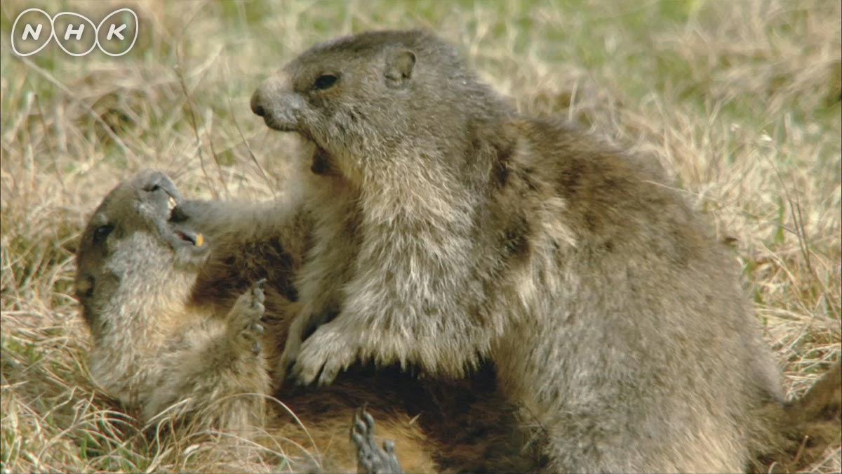 蛟 みずち Kozura Kozue マウスはドイツ語 だとmauschen ネズミちゃん って小さくて可愛い子を呼ぶときに使って子供や恋人をこう読んだりするの 動物園でもよく名前の決まる前の赤ちゃんを飼育員さんがこう呼ぶことも多くてそのまま名前になっちゃって