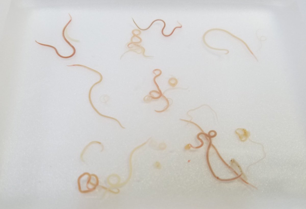 鮮魚店の方が1日で除去した魚の体内にいる寄生虫の数がこちら 話題の画像プラス