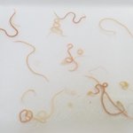 鮮魚店の方が1日で除去した魚の体内にいる寄生虫の数がこちら