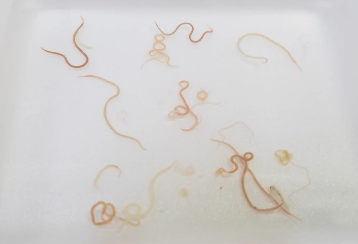 鮮魚店の方が1日で除去した魚の体内にいる寄生虫の数がこちら