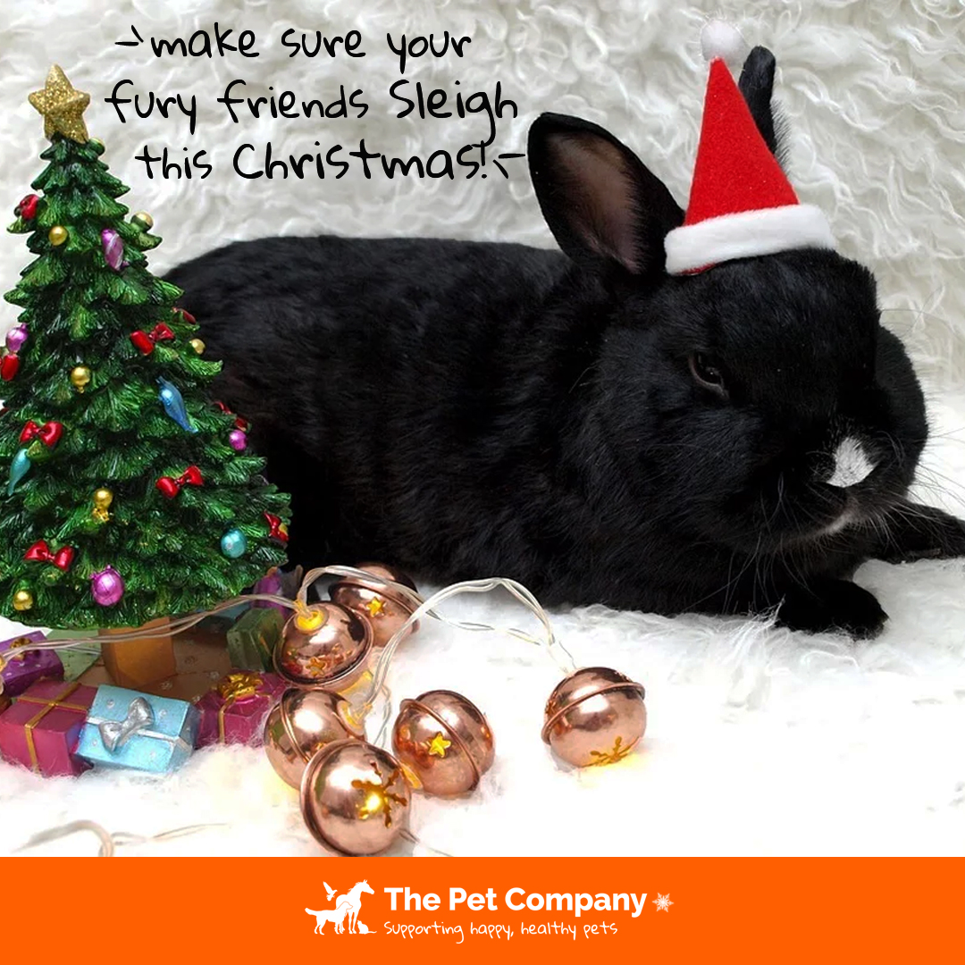 Enjoy this wonderful Christmas time with your family and your fury friends! 🐇🐶🐈🐎❤️