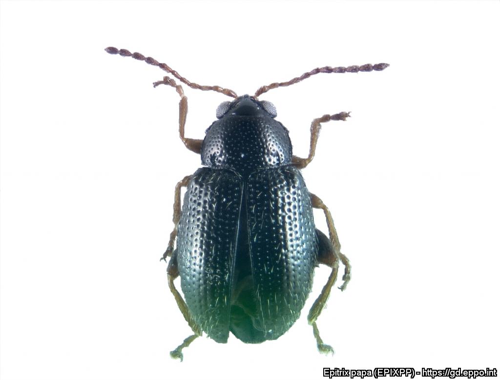 MurielSuffert's tweet photo. The flea beetles in the genus #Epitrix present a low risk to Norwegian #potato potato production, concludes a recent report from @VKMmatogmiljo
https://t.co/xusxcsoAb4 https://t.co/any6N3XUnU