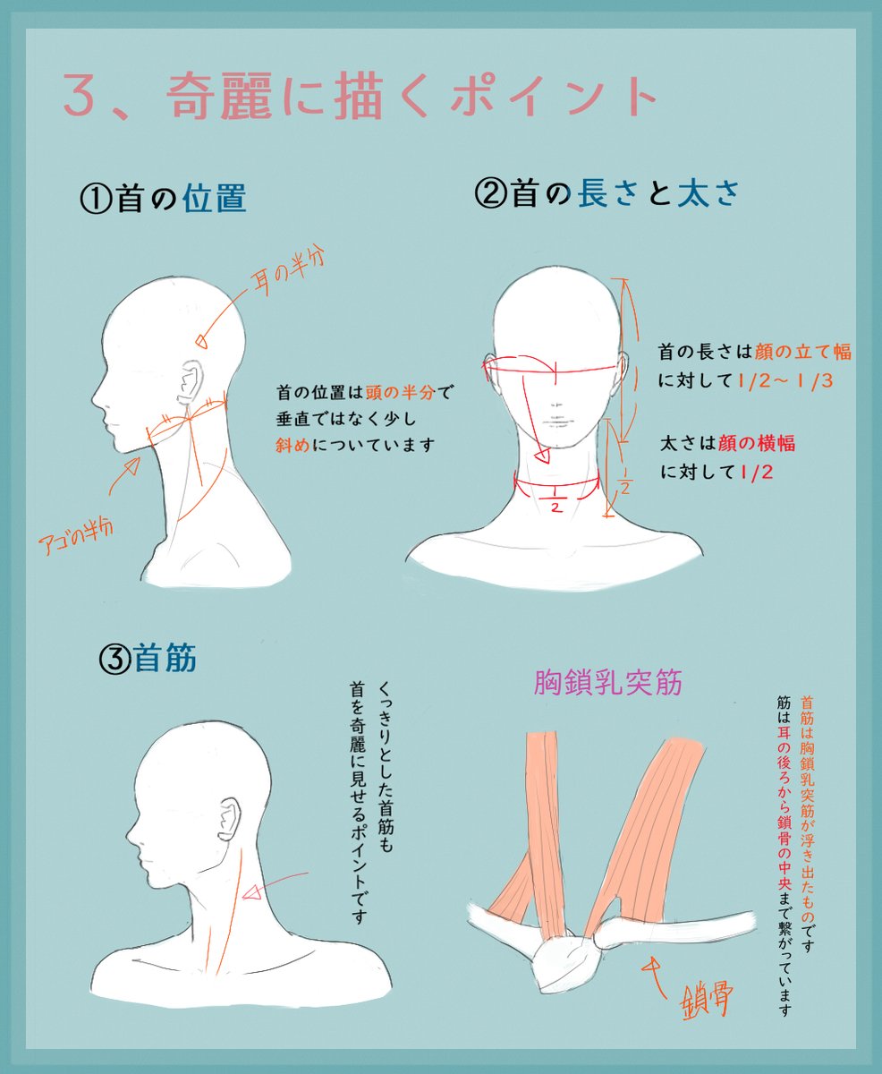 能登ケイ イラスト講座 首の描き方のコツ 首は円柱というよりは 三角柱 のイメージで覚えるのがおススメです また体の中でも一番可動域が広い部分なのでしっかり範囲を把握するのも大切です 奇麗に描くポイントは長さ 太さと首筋である胸鎖乳突筋を