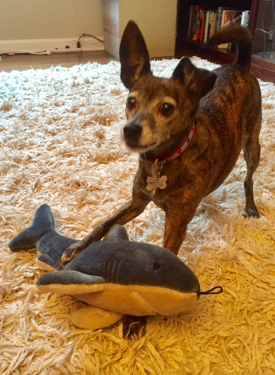 SusieQT16's tweet photo. @HighlandIsla @DexyDuck @nortylucy @EdwinandHubble @AnnieBBarks @BennyBoygr @von_pup @Whiskey_weim @Jemima114 @Dougal_the_Lab @WiggleTheDog @Obi_Obs Joins in #Skweekyboneorchestra with Sharkey to accompany wonderful Mr Hubble off to the 🌈 #RiPHubble #skweek 💔 https://t.co/FH6IPVn6eC
