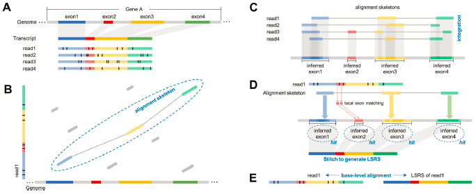 GenomeBiology's tweet photo. Liu, Liu, Zang, Wang and co present deSALT, for aligning long RNA-seq reads. it takes a two-pass approach, using a graph-based index to match blocks between read and genome, and then relocating short matches between read and detected exons. https://t.co/HVtdirlDt0 https://t.co/tj9PNjoTQm