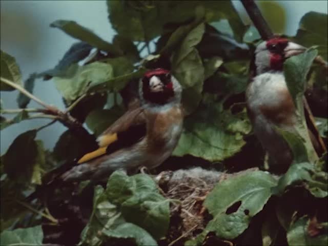 nlskelvinhall's tweet photo. Let's start by keeking out at the year ahead like this wee mole!

 📽️ https://t.co/PZ3dqPYABM

Award-winning educational film by Elsie Cairns #16mm #newtoview #movingimagearchive https://t.co/JT0NqA3hIm