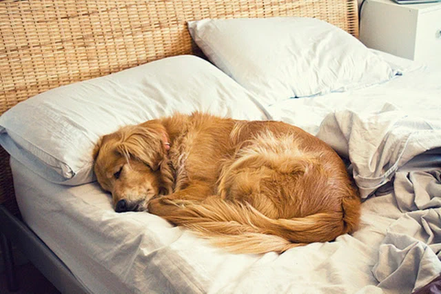 【感動】『ペットが飼い主のベッドで寝る』には理由があった!？