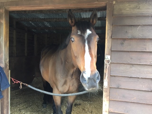 Meet Billy &amp; Steve ! These two lucky boys are who will be travelling around in the new Equi-Trek Day-Treka that their owner won! Wishing them safe and happy travels!!