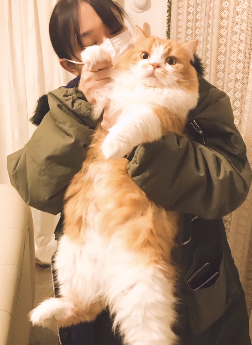 航海の とらえどころのない 有毒 大きい 猫 かわいい Anchorageschooldistrict Org 航海の とらえどころのない 有毒 大きい 猫 かわいい Anchorageschooldistrict Org
