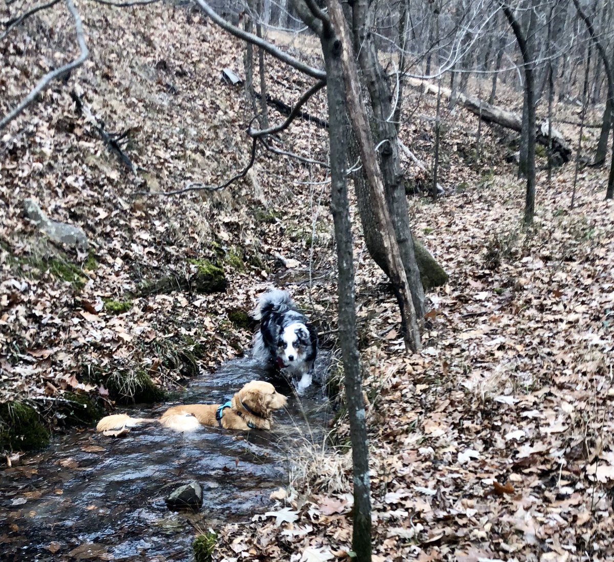 JimJamesWoofs's tweet photo. Goood morning, friends! I went hiking yesterday! WITH BUDDY!! We played in a creek together! 💙 https://t.co/MIh2KeslGq