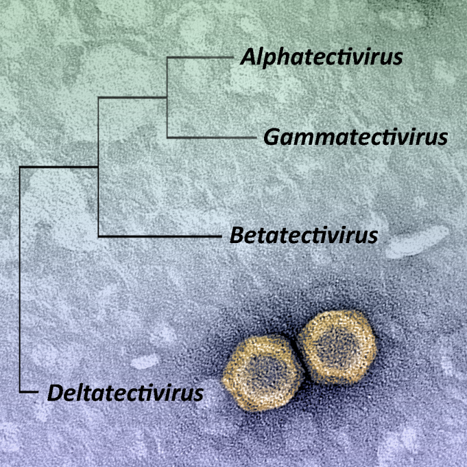 This pseudo-colorized image of Streptomyces phage WheeHeim from our new paper doi.org/10.3390/v11121… was made by Dr. Tagide deCarvalho <a href="/UMBCCNMS/">UMBC CNMS</a>, you can find more of her amazing images here: instagram.com/nerd.candy/. <a href="/phagesdb/">phagesdb</a> <a href="/UMBCBiology/">UMBC Biology</a> #SEAPHAGES science and art.