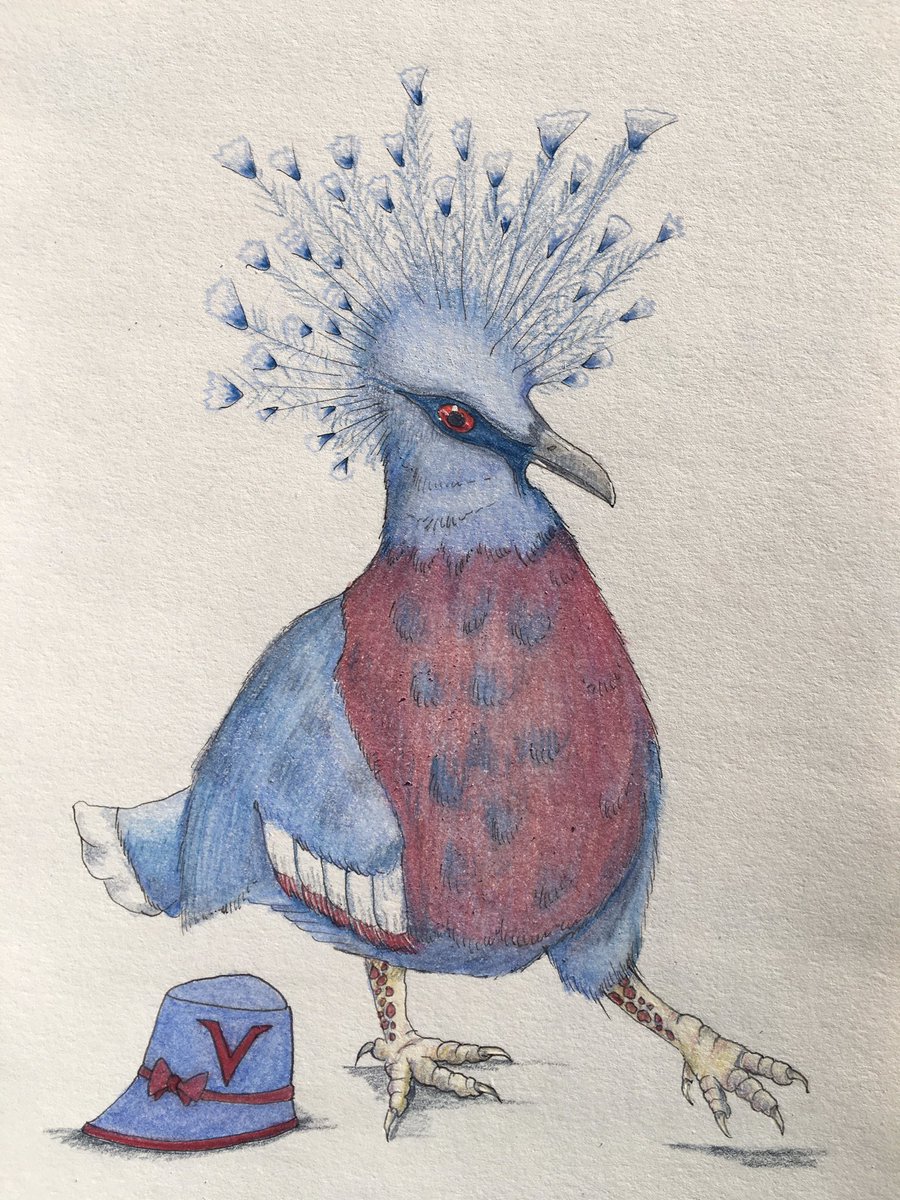 V is for Victoria Crowned Pigeon @AnimalAlphabets #AnimalAlphabets #illustrations #bird #pigeon #victoriacrownedpigeon #hat #birdwatching #birds