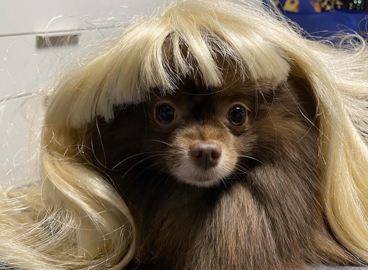 blonde wig dog