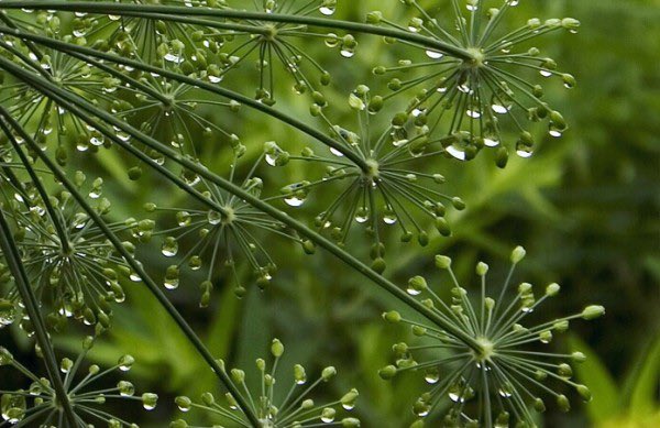 أجمل نعمة خلقها الله

هي المطر بدونها لا نقوى على العيش

ومنذ أن بدأ المطر يهطل علينا وكان لا بد للمطر أن يداعب الطبيعه لتكون صوراً حيه

لسان حاله يقول تُحاكي قطرات المطر اوراق الورد وتنسج حباتها الجميلة دفئ المطر المنبعث من سماء الرحمة

فسبحان ربي ما اعظم خلقك

#امطار_الكويت