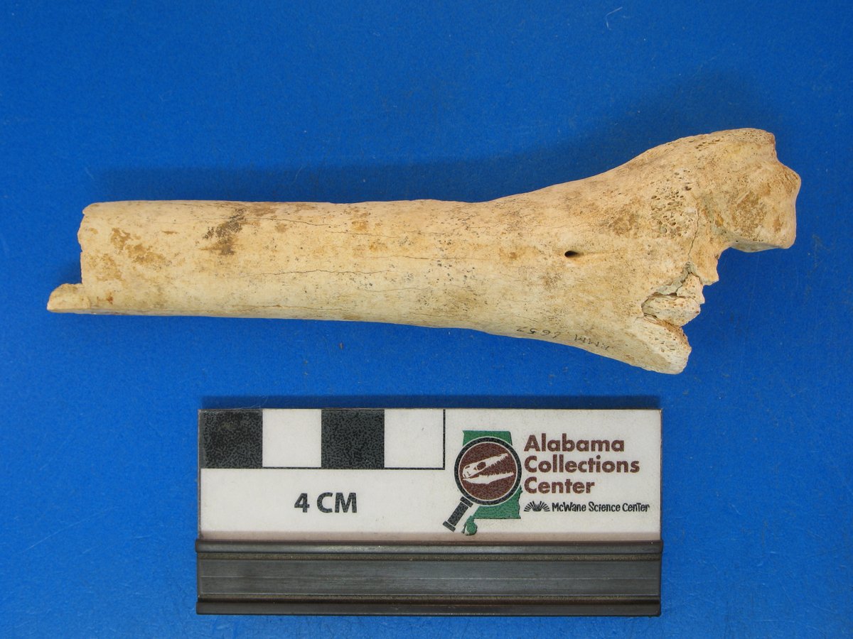 Alabama Geology tweet media