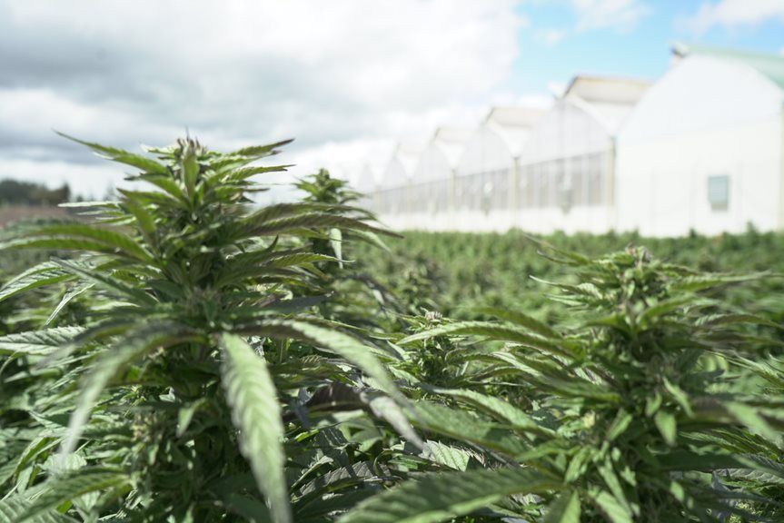 PlenaGlobal's tweet photo. A beautiful day at our fields in Colombia. Production is ramping up as we prepare for our year round harvests.
#plenaglobal #cannabis #medicalcannabis #flower #optimalweather #cbd #cbdoil #cbdisolate #nemocon #colombia #medicine #doctor #medicine https://t.co/uNAKyipW5U