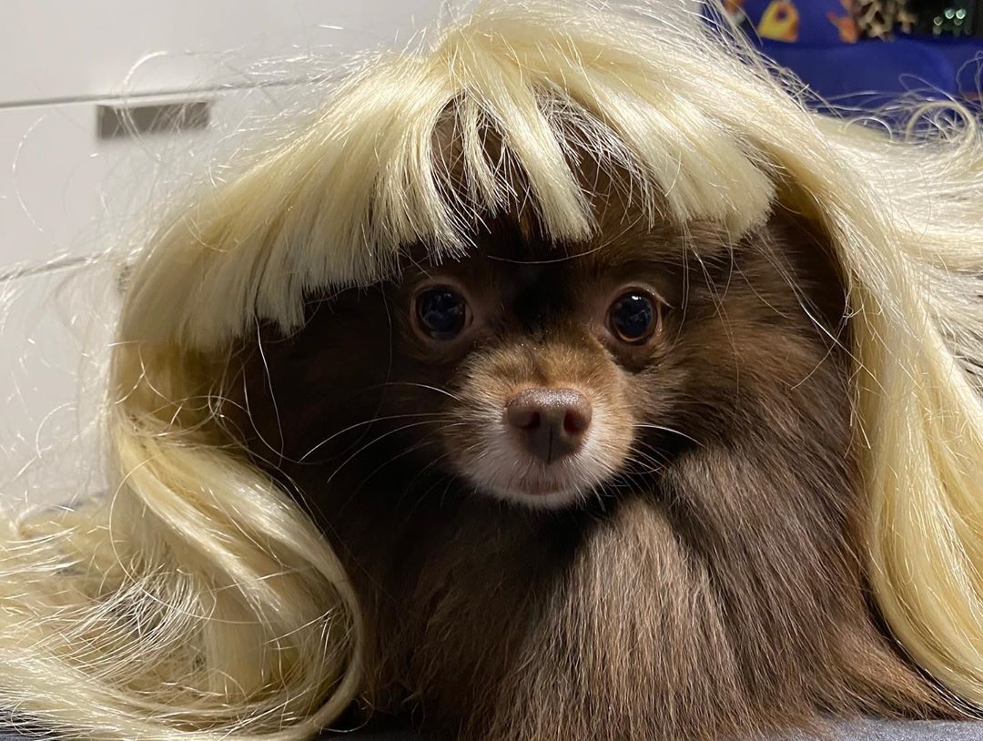 ทำไมต้องเอาวิกตัวเองไปใส่ให้น้อง!!