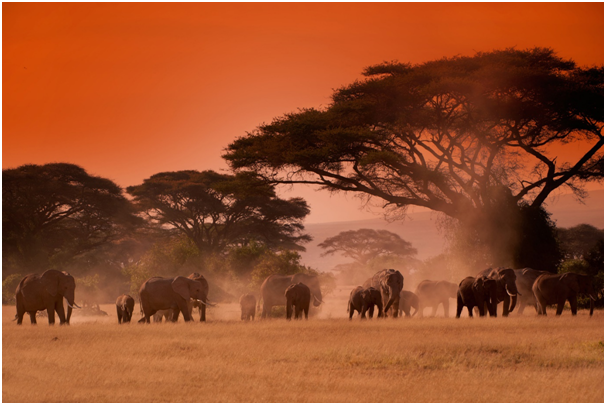 AardowolfA's tweet photo. Kenya is a diverse country brimming with warm hospitality, friendly faces, and jaw-dropping natural wonders.
Plan your safari in this Christmas to see the world's most incredible wildlife today @
https://t.co/ATSIVwPVri
#kenyasafariguide #kenyasafarisbookings https://t.co/YytD2S2BXl