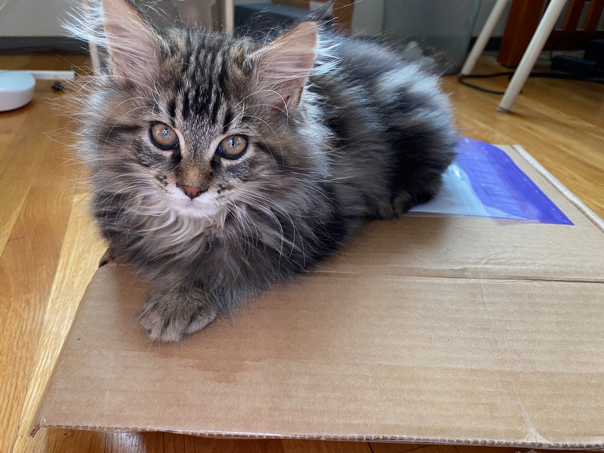 PetmommaC's tweet photo. Someone is helping with the packing of boxes. #kitten
#mainecooncat #PetMomma https://t.co/b388a95EGY