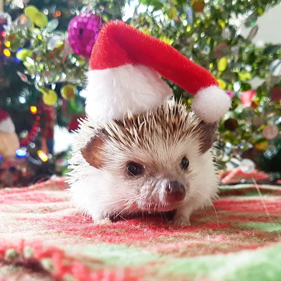 zzzaren's tweet photo. 🎶🎵He's making a list, he's covered in spikes,
He's gonna find out who's naughty or nice 🎶🎵🎅🦔 https://t.co/HwRwvyTQiX