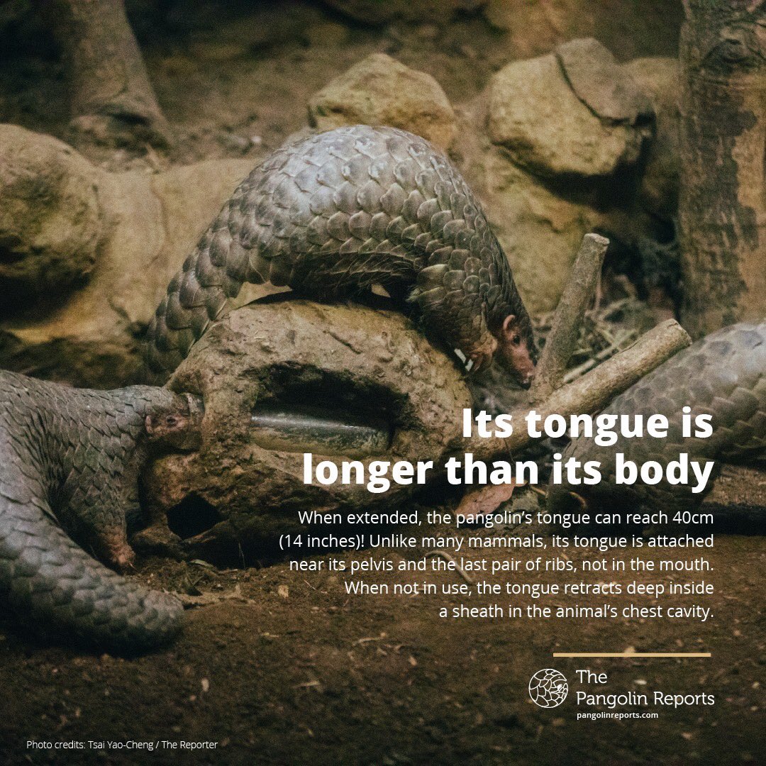 <a href="/gijnCh/">全球深度报道网</a> <a href="/qizhenyu/">Joey Qi</a> @PangolinReports <a href="/caixin/">Caixin Global</a> <a href="/nytimes/">The New York Times</a> <a href="/initiumnews/">端傳媒 Initium Media</a> <a href="/ifeng__news/">鳳凰網</a> <a href="/LARBchina/">LARB China Channel</a> <a href="/Sarah_G_Cook/">Sarah Cook</a> <a href="/mrbcyber/">Michael Ron Bowling</a> <a href="/GroseTimothy/">Timothy Grose</a> <a href="/Dave_Brophy/">David Brophy</a> <a href="/CarlMinzner/">Carl Minzner</a> @AndersonEliseM Editor's Pick: 2019's Best Investigative Stories from China includes The Global Environmental Reporting Collective's look at the sophisticated, multimillion-dollar illegal pangolin trade spanning Africa &amp; Asia run by criminal networks buff.ly/34oDRk4 <a href="/yennikwok/">Yenni Kwok</a> <a href="/karenised/">Karen Zhang</a>