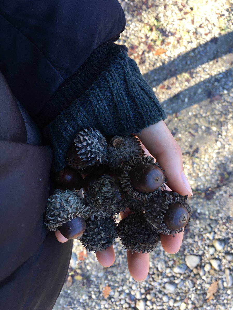 Uveliko je vrijeme sakupljanja žirova. Iz njih će brzo nići veliki hladovi, odmori za oči i dušu, male fabrike kiseonika, klima uredjaji, prećišćivači štetnih gasova, ptičiji orkestar i sobe za razna živa stvorenja.

Ovo su žirovi cera (Q.cerris) i makedonskog hrasta (Q.trojana)