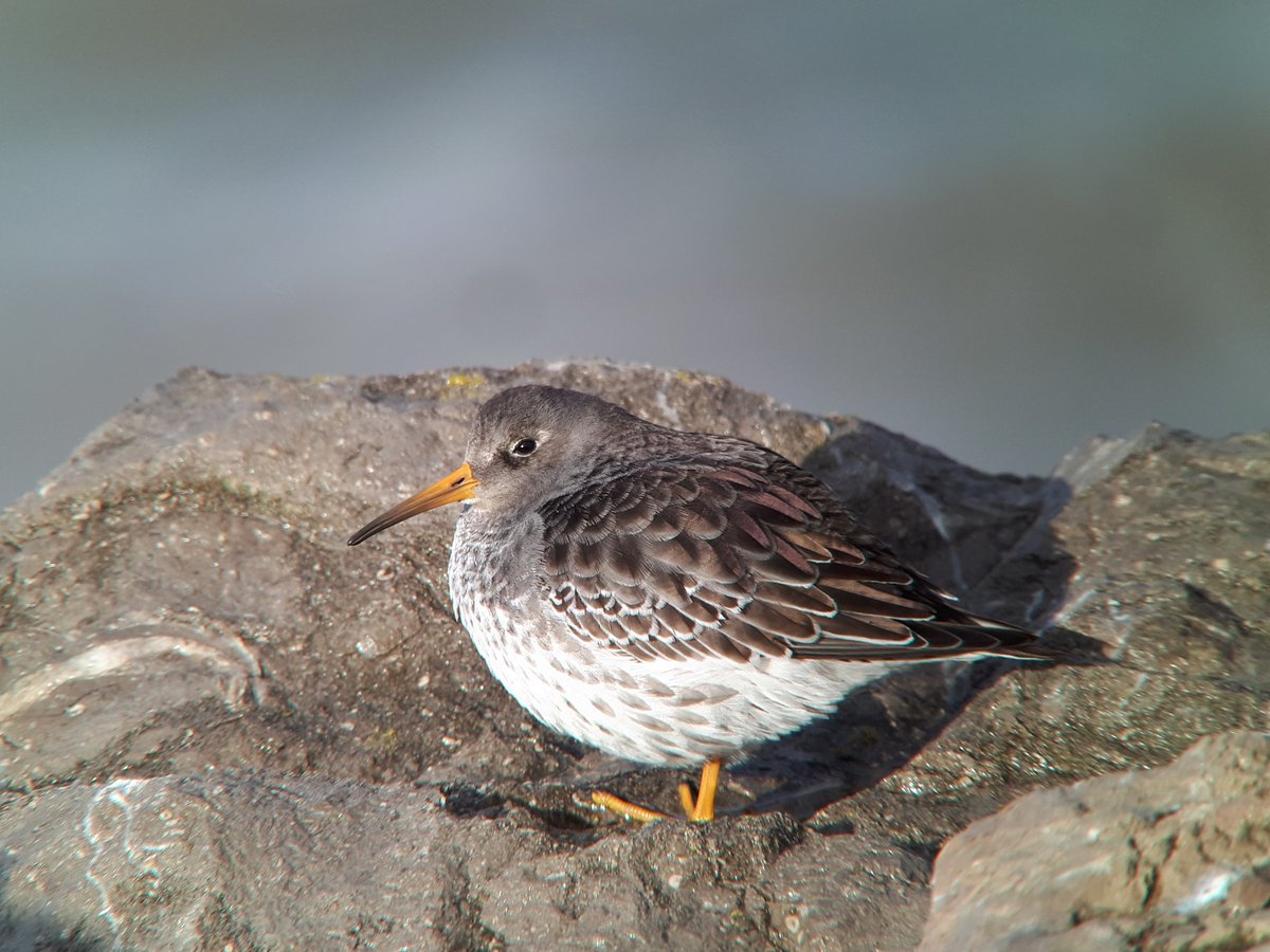 BangorBirdSoc's tweet photo. Time for the final weekly roundup of 2019 - Short-eared Owls continue to delight on Anglesey whilst 2 Hooded Crows take on fast food and Purple Sandpipers put on a show 
📸 @birdinginasuit &amp; @TobyWarbler

https://t.co/i1qhIxzKGo https://t.co/yI4hCeVotA