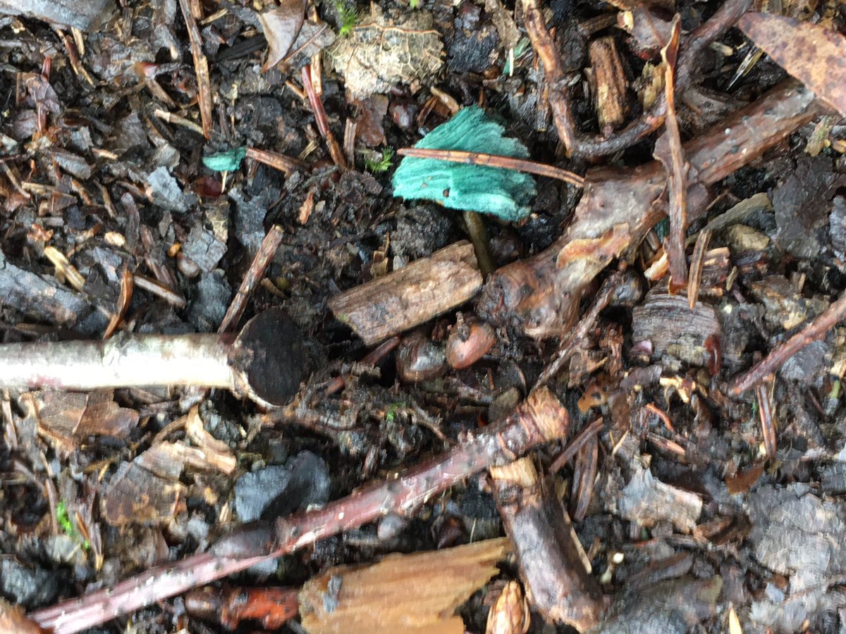 TrishGlenn's tweet photo. Loads of blue wood found today - tinged blue green by green elf cup fungi Chlorociboria aeruginascens. @botany_beck @B_Strawbridge https://t.co/siZ7dik9ht