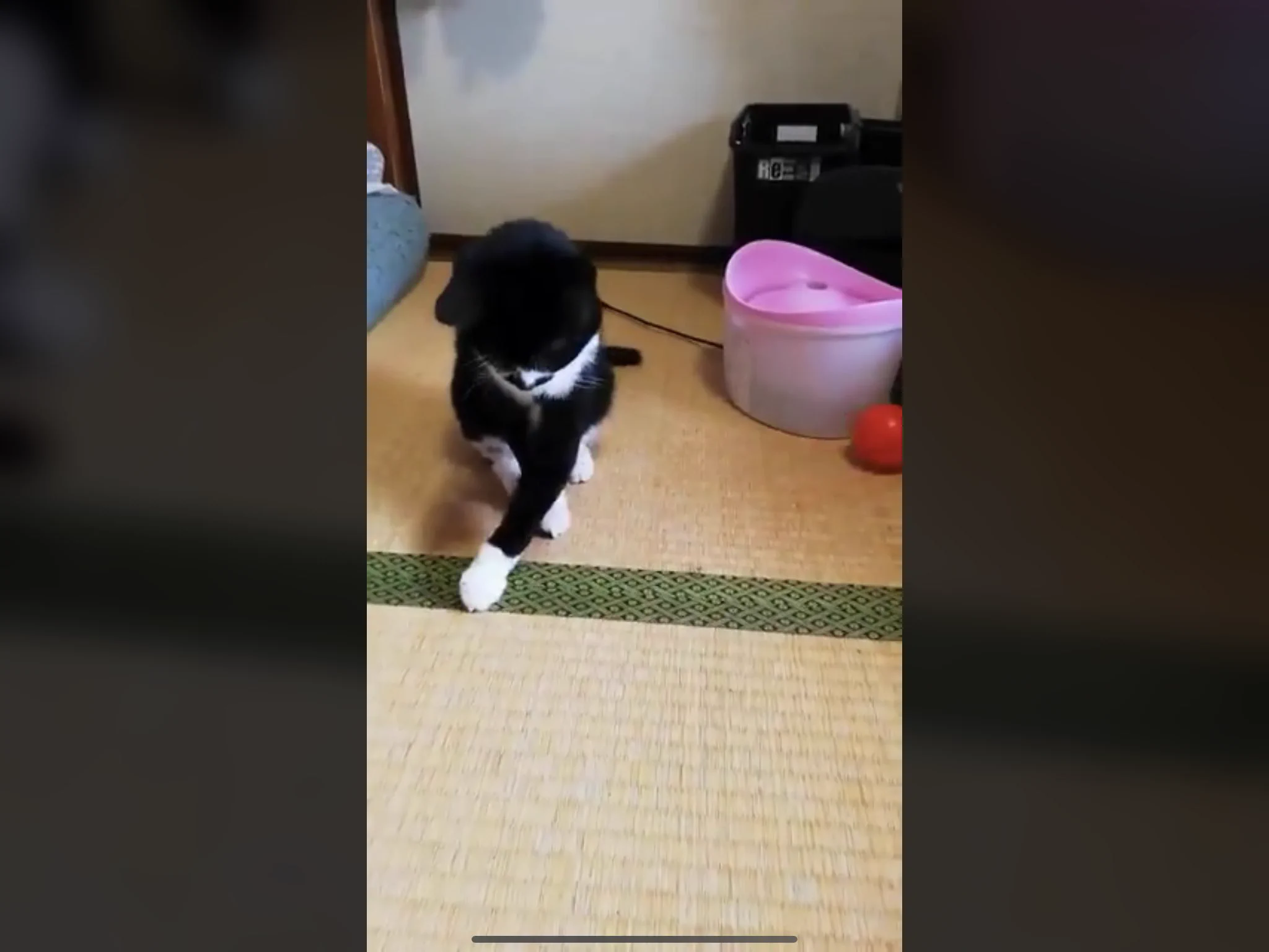 @Kawaiipettv 止まるな😄 