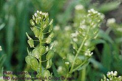 FWRWMA's tweet image. Weeds that germinate in the fall &amp;amp; winter live through winter &amp;amp; grow actively in the spring.  The plants bloom &amp;amp; grow during the cool season when most other plants are dormant or other plants are waiting for warmer weather to germinate.  #fwrwma #invasiveweeds