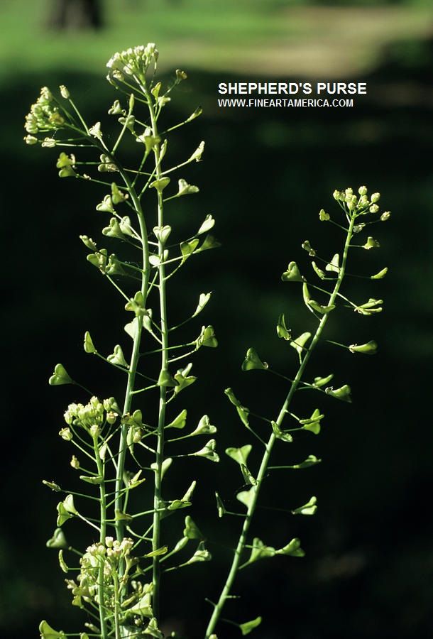 FWRWMA's tweet image. Weeds that germinate in the fall &amp;amp; winter live through winter &amp;amp; grow actively in the spring.  The plants bloom &amp;amp; grow during the cool season when most other plants are dormant or other plants are waiting for warmer weather to germinate.  #fwrwma #invasiveweeds
