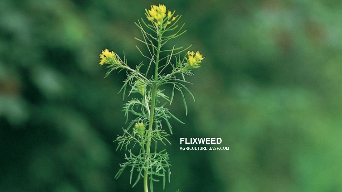 FWRWMA's tweet image. Weeds that germinate in the fall &amp;amp; winter live through winter &amp;amp; grow actively in the spring.  The plants bloom &amp;amp; grow during the cool season when most other plants are dormant or other plants are waiting for warmer weather to germinate.  #fwrwma #invasiveweeds