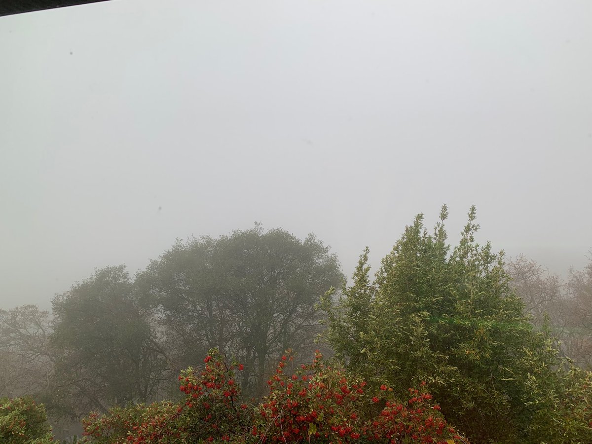 Beautiful fog hiding the hills behind the trees as seen from my bedroom window.  
This creates a different focus of the trees. The background behind the magical curtain puts the eyes towards the fore front.