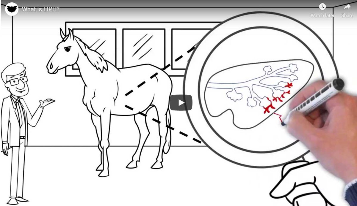 EquineInfoEx's tweet photo. What is EIPH? - View this informative video, an animated whiteboard explanation of Exercise Induced Pulmonary Hemorrhaging (EIPH) in horses.
https://t.co/E0ffnXIKvm
#equine #Horses #EIPH https://t.co/07ujeZGV2C
