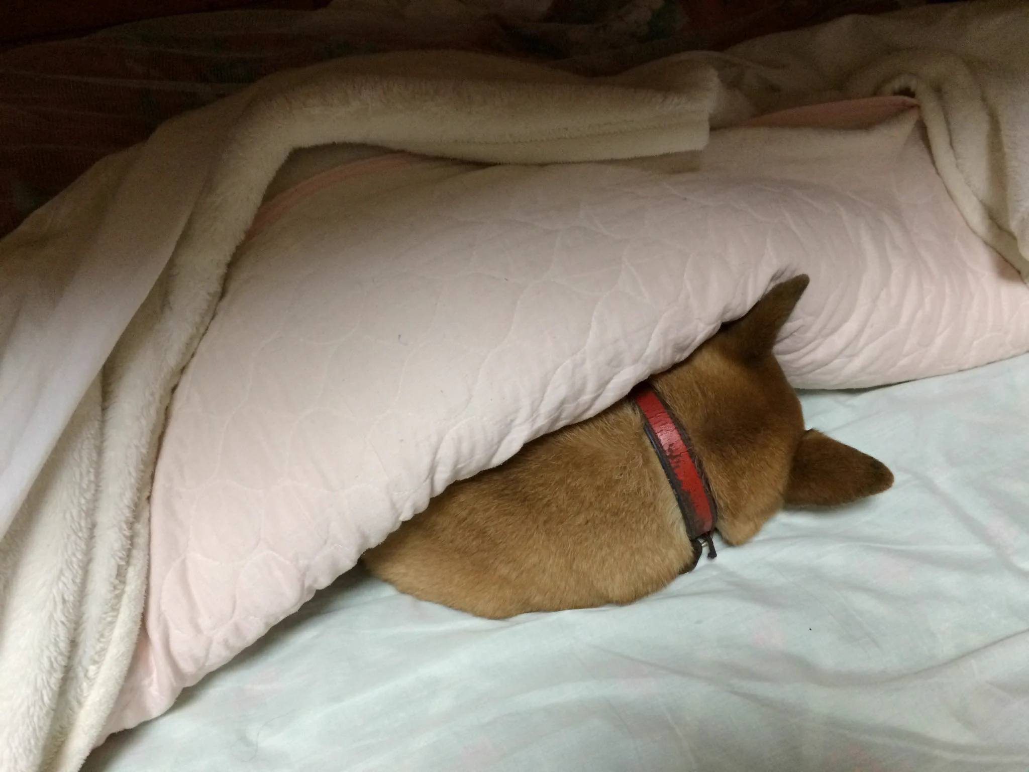 @dobutsu_syu 干した敷布団の上に寝ている→どかない→シーツ→どかない→毛布→どかない→掛け布団(綿)→どかない 