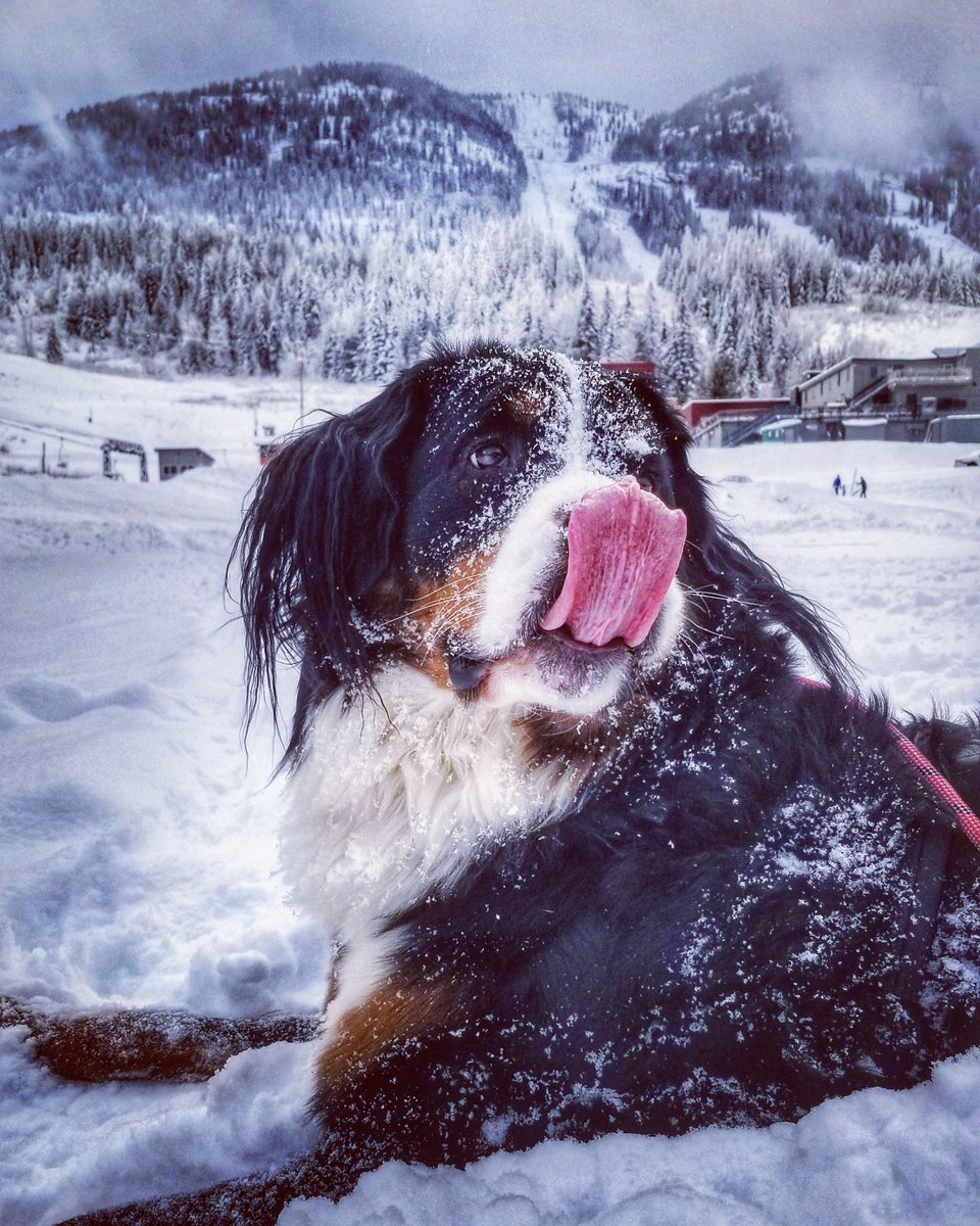 Bernese_Chloe's tweet image. Decided from here on out, imma professional snow taster 😋❄💙 
This white stuff from @redresort in @RosslandBC is perfection 👌🏼12/10 
#snowdog #MondayMorning
@dog_rates @dog_feelings